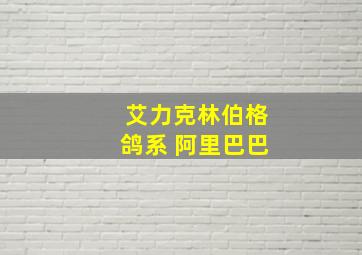 艾力克林伯格鸽系 阿里巴巴